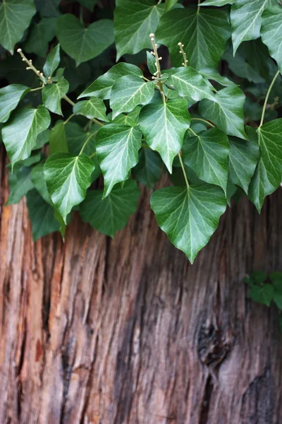 Efeu auf altem Baumgrund — Stockfoto