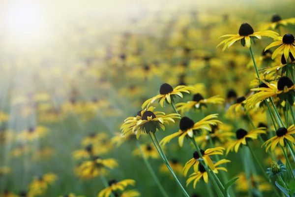 Sárga virágok (rudbeckia) — Stock Fotó