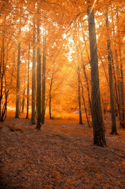 Forest in autumn with light beam clipart