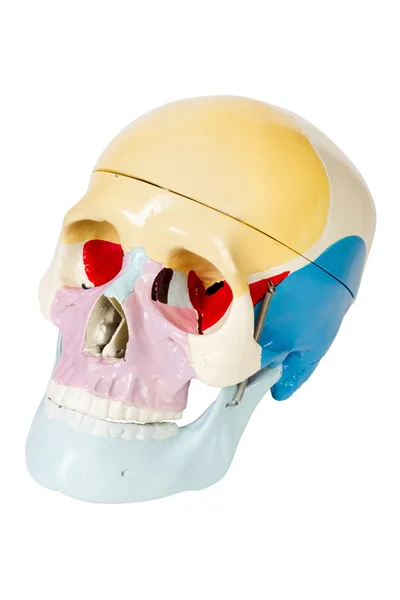 Crâne humain, modèle d'anatomie, isolé — Photo