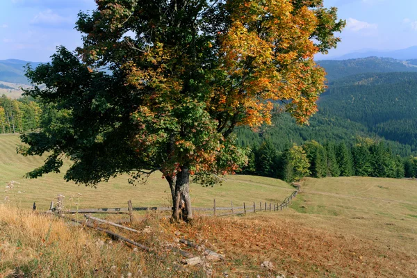 Höstens lönn på bergslandskap — Stockfoto
