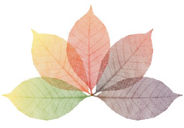 Autumn leaves, vector clipart