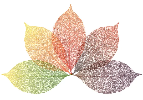 Őszi levelek, vektor — Stock Vector