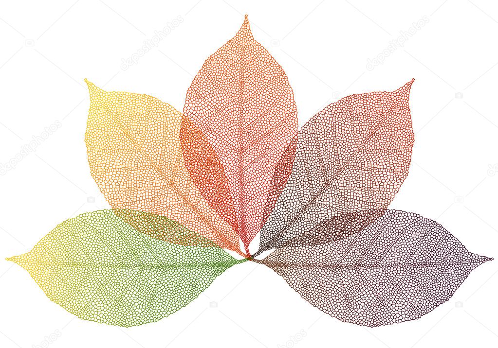 Autumn leaves, vector