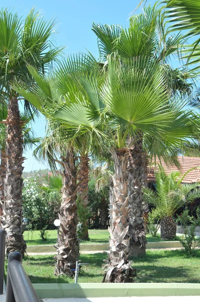 stock image Palm-trees