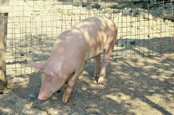 Young pig on the farm — Stock Photo, Image