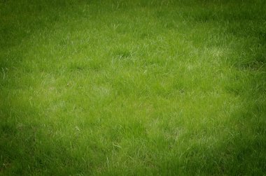 Grass background clipart