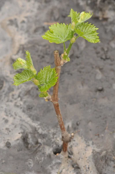 stock image Seedling grapes