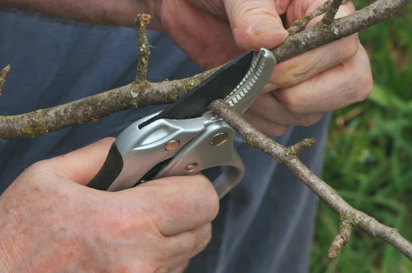 stock image Pruning of branches