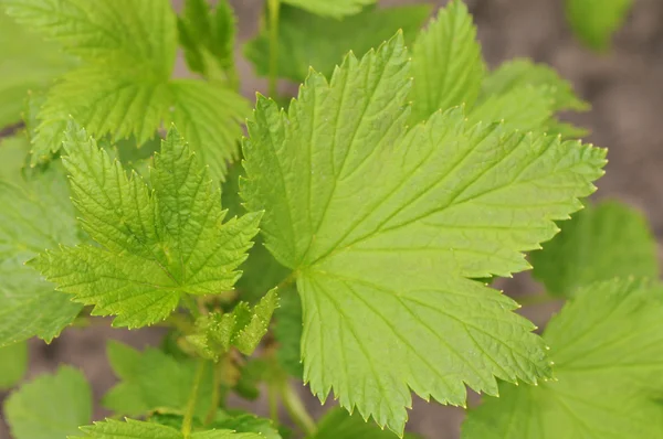 stock image Green leaf grape plant