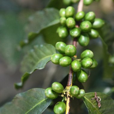 Green coffee beans clipart