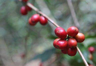 Red coffee beans clipart