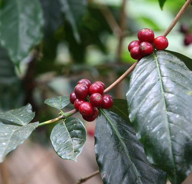 Coffee beans on the twig clipart