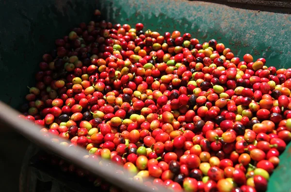 stock image Coffee beans