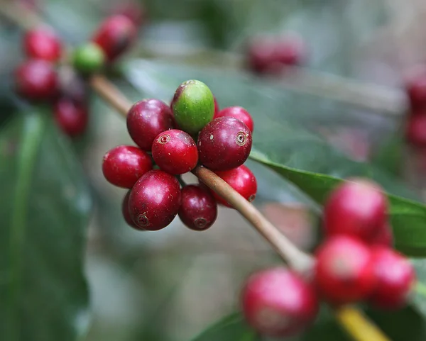 Detalle granos de café rojo . — Foto de Stock