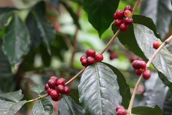 Coffee beans on the twig — Stock Photo, Image