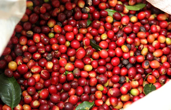 stock image Collected coffee beans