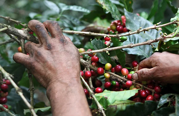 stock image Picking coffee beans