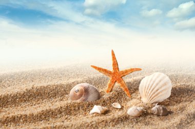 Sea shells clipart