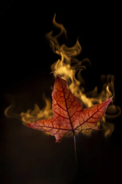 Folha de outono amarela no fogo no preto — Fotografia de Stock