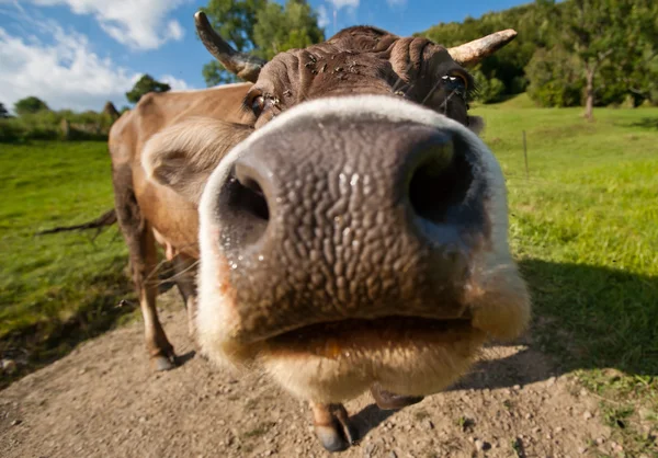 stock image Curious funny cow on the meadow