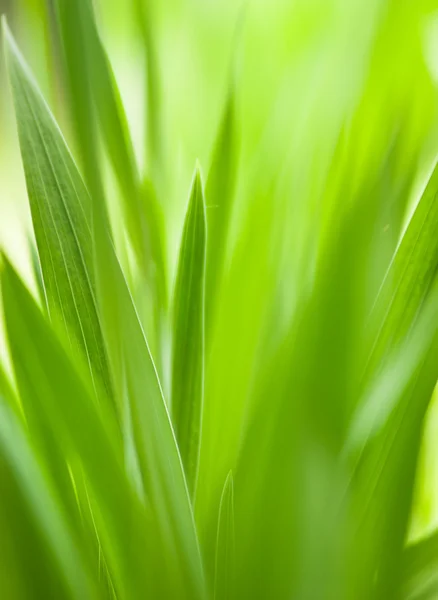 Herbe verte utile comme motif de la nature — Photo