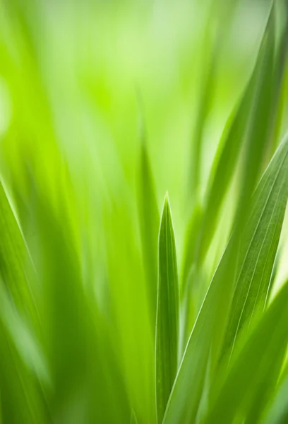 Printemps : herbe verte. Utile comme modèle d'environnement — Photo
