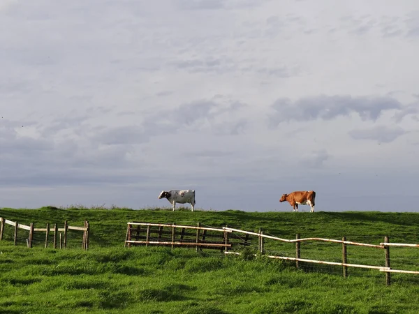 วัวสองตัวในทุ่งหญ้า — ภาพถ่ายสต็อก