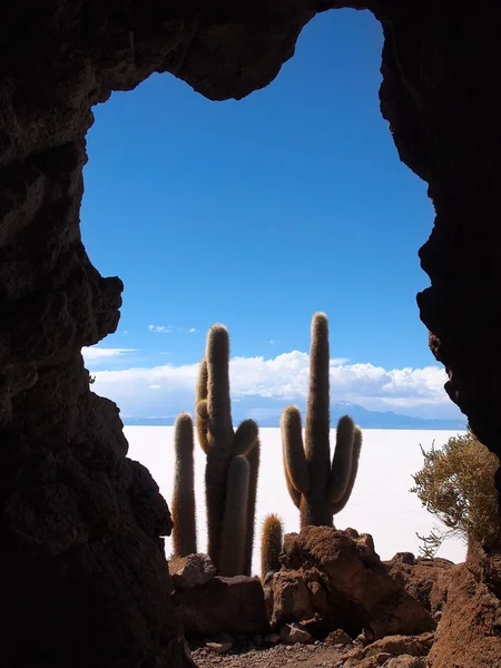 Zobacz na kaktus i uyuni słone jezioro — Zdjęcie stockowe