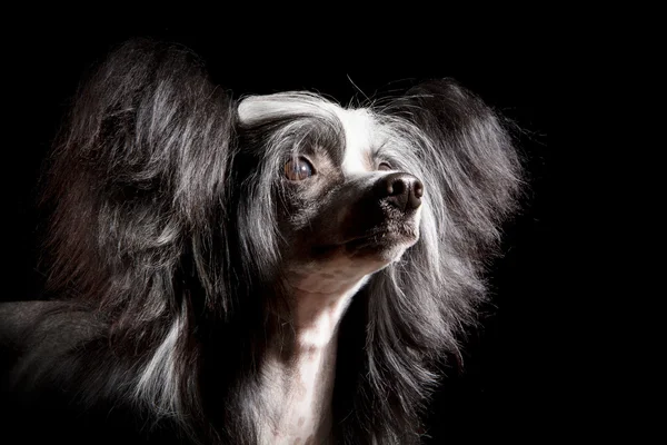 Stock image Chinese Crested