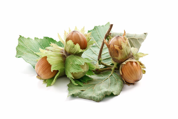 Филиберты с листьями
