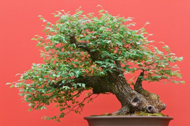 Bonsai Zelkova tree clipart