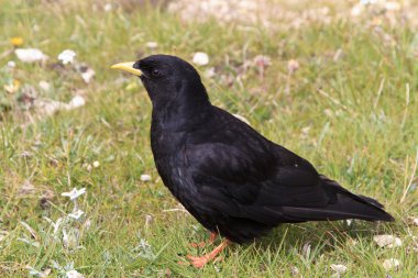 Pyrrhocorax Graculus