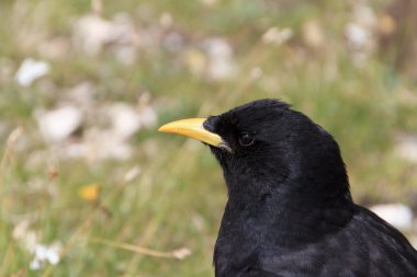 Pyrrhocorax graculus tatlı