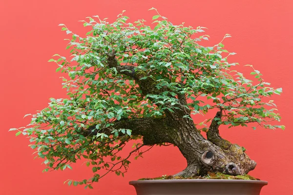 Bonsai Zelkova tree — Stock Photo, Image
