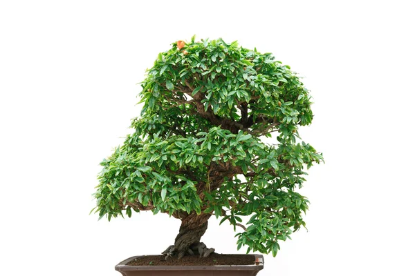 Punica Granatum bonsai árvore — Fotografia de Stock