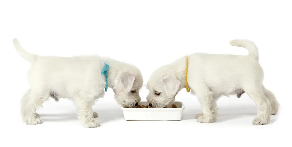 2 개의 흰 강아지 — 스톡 사진