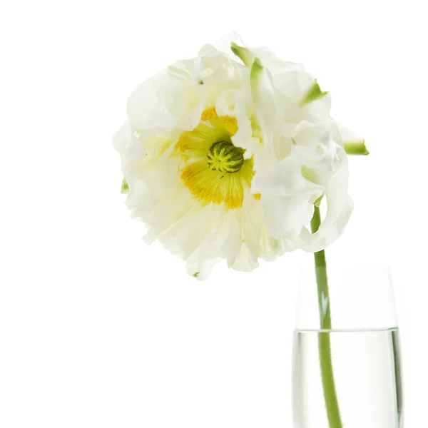 Vit blomma i en vas — Stockfoto