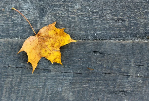 Stock image Yellow leaf