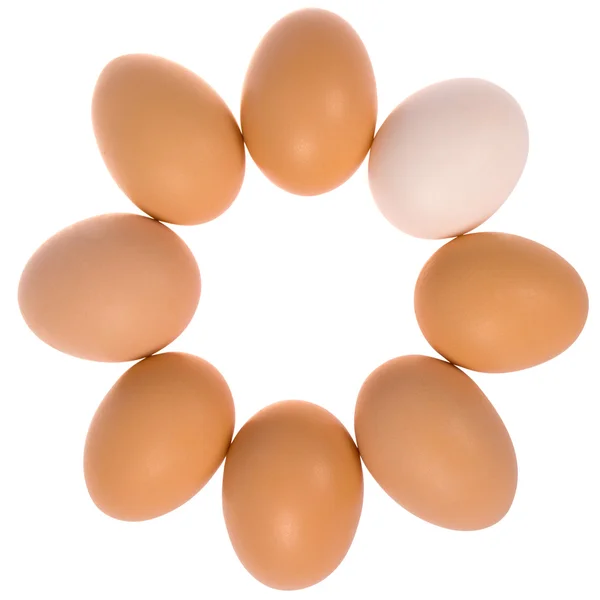 Восемь яиц по кругу. Одно яйцо белое . — стоковое фото