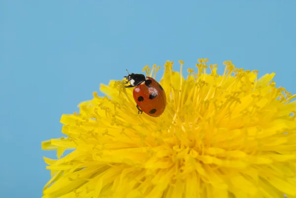 Ladybird on dandelion — Stock Photo, Image