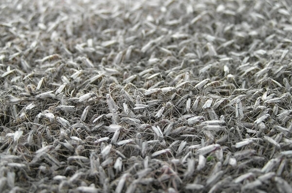 A large concentration of mosquitoes