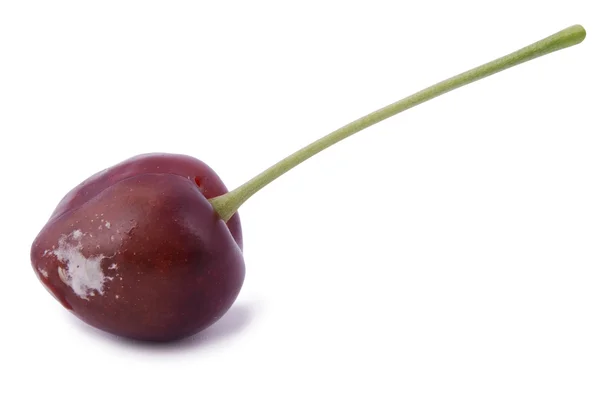 Moldy cherry — Stock Photo, Image
