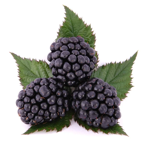 Blackberrys с листьями на белом — стоковое фото