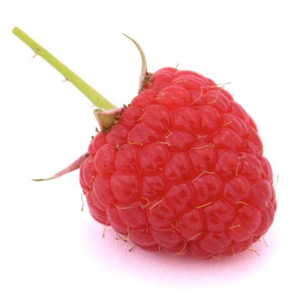 Raspberry fruit wirh stem — Stock Photo, Image