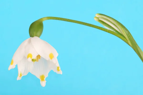 stock image Snowdrop with clipping path