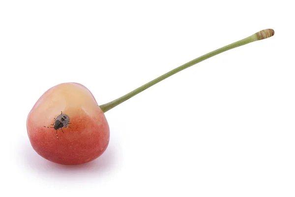 Hmyz na cherry — Stock fotografie