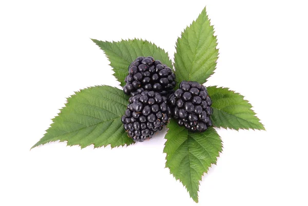 BlackBerrys с листьями — стоковое фото