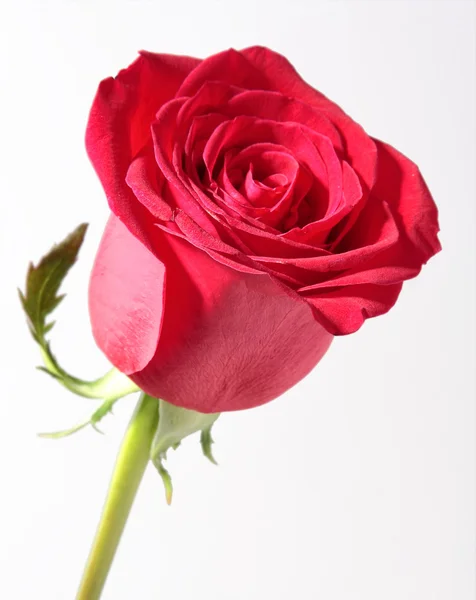 Rosa roja sobre blanco —  Fotos de Stock