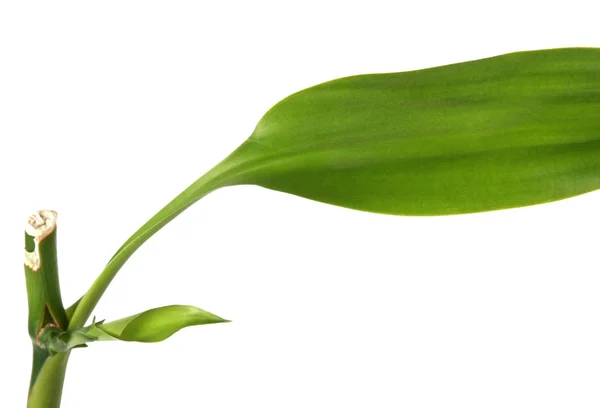 Ev bitkisi — Stok fotoğraf